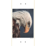 Deck Graphic